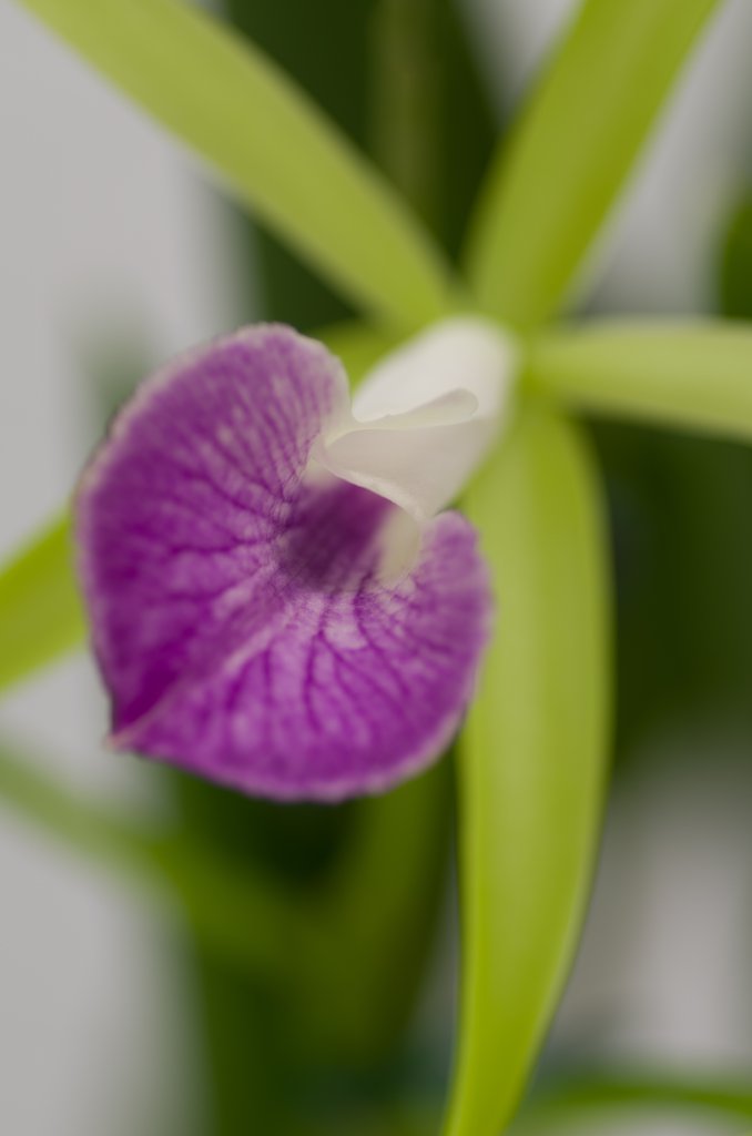 PENTAX-D FA MACRO 100mm F2.8