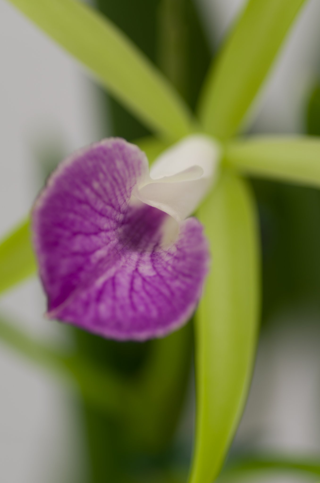 PENTAX-D FA MACRO 100mm F2.8