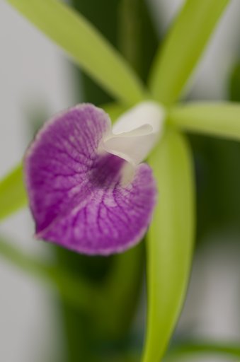 PENTAX-D FA MACRO 100mm F2.8