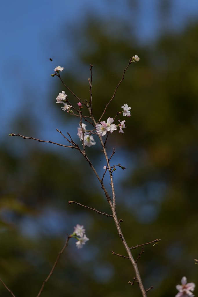 EF70-200mm F4 IS