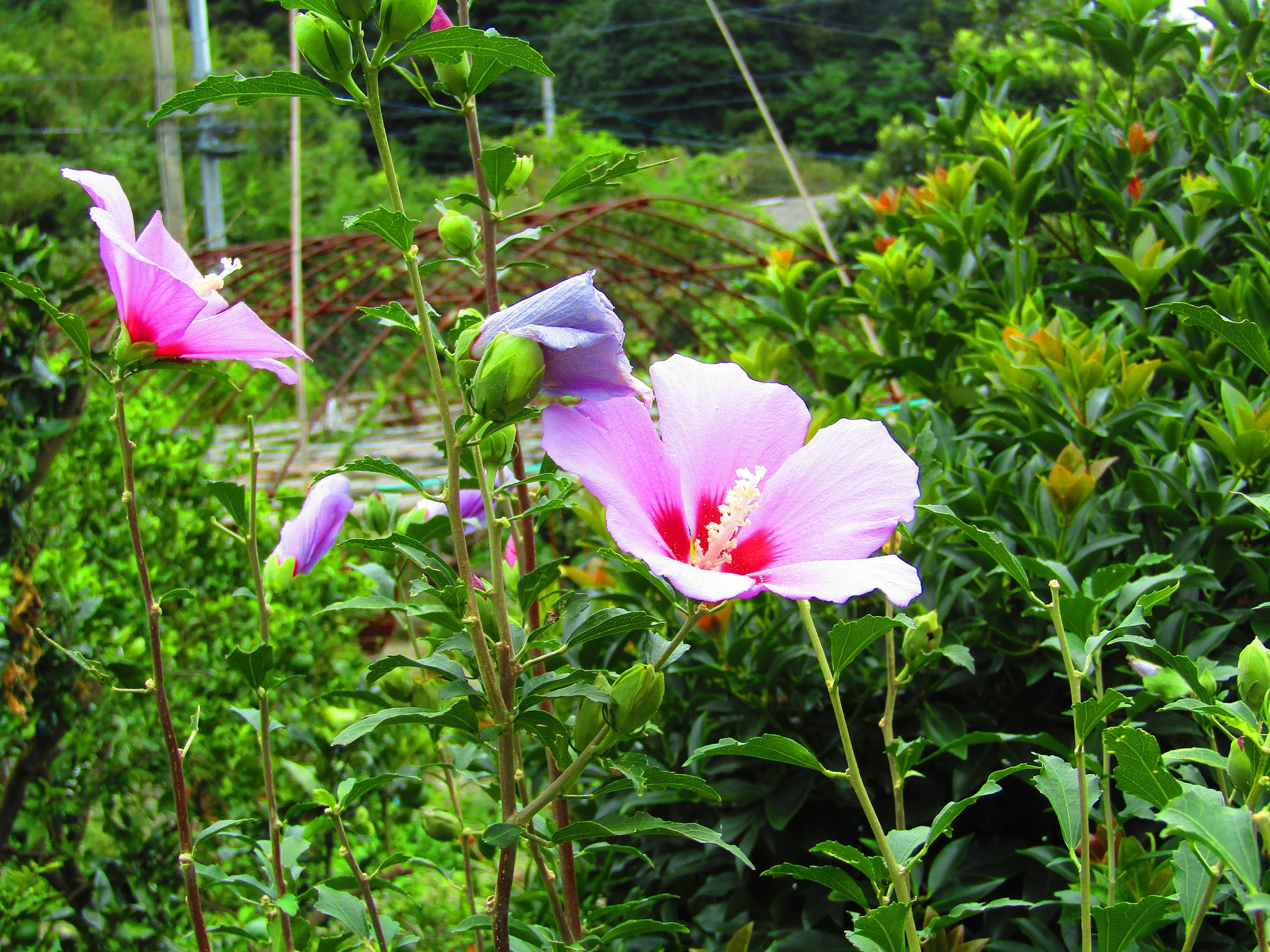 綺麗な花が咲き乱れていました　桃色です　