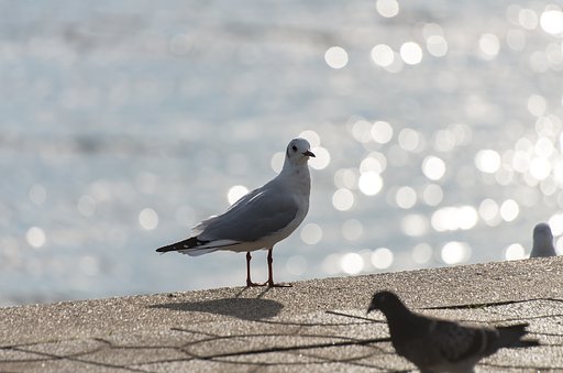 お帰り～Ⅱ
