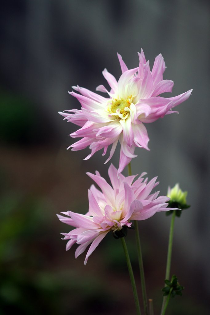 Canon  EF100㎜F2.8　macro