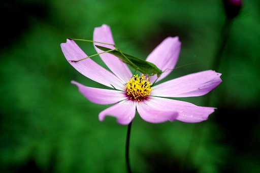 【命】花の中で