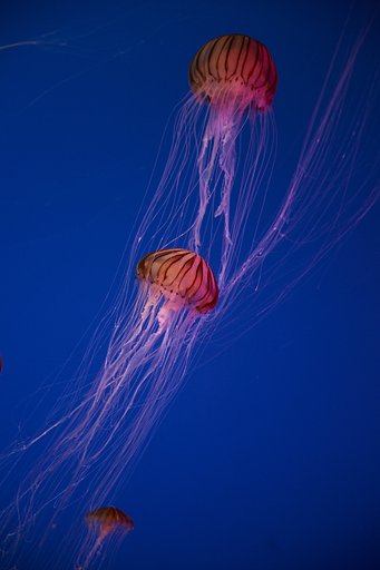 屋島水族館