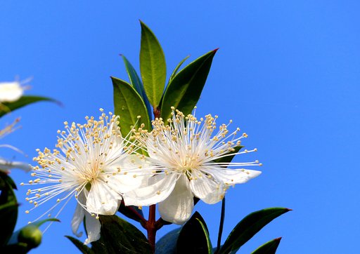 【天】空に向く花