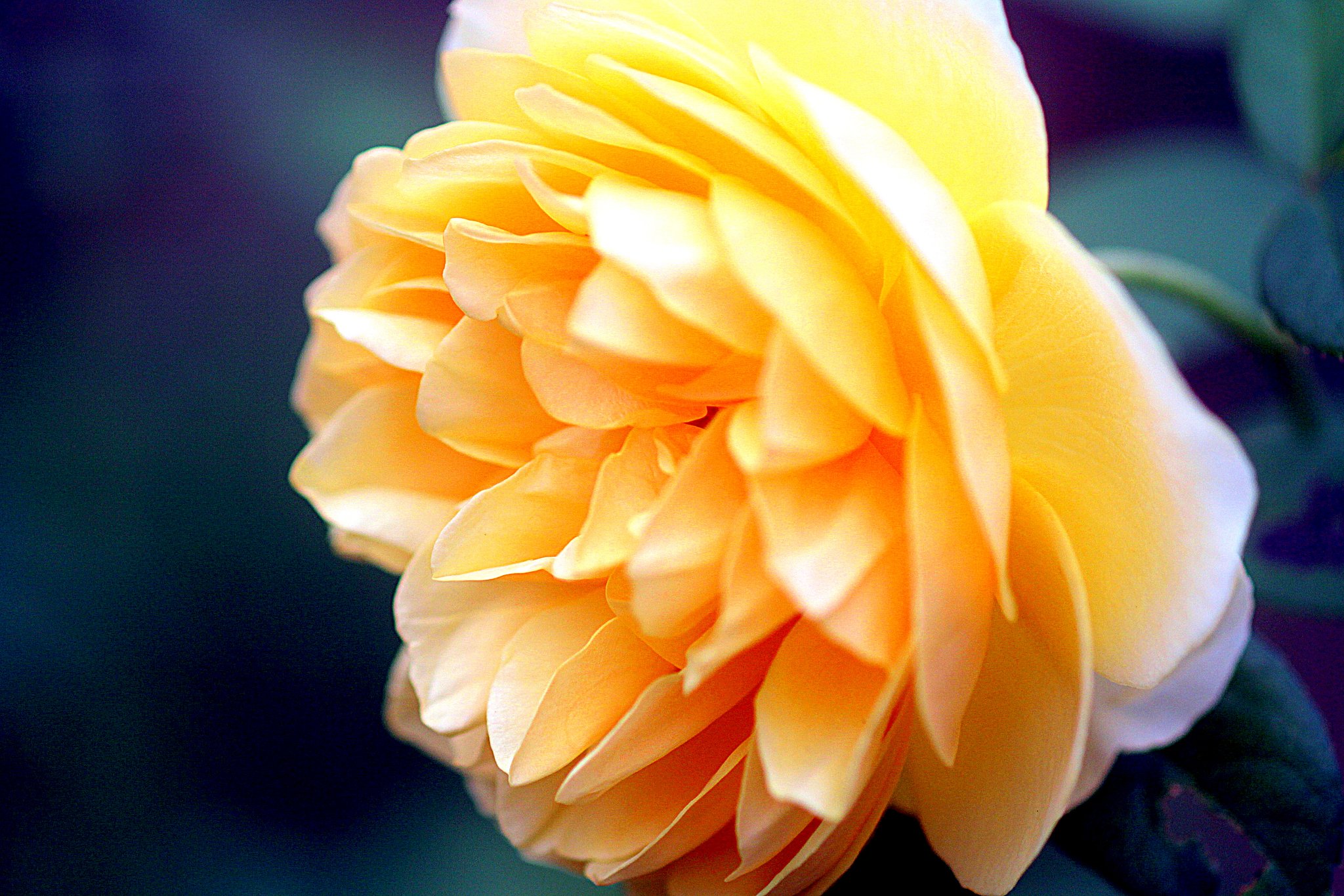 薔薇の花UP