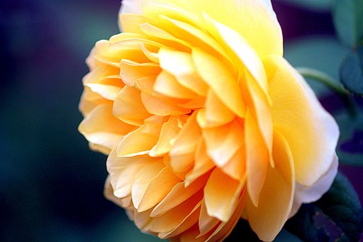 薔薇の花UP