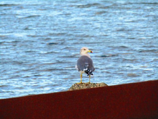 瀬戸内海で活躍している　海鳥です