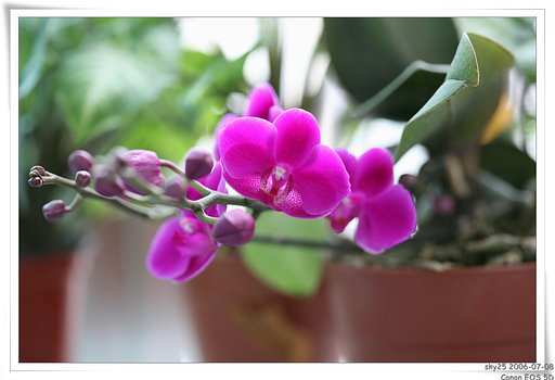 orchid blossoms