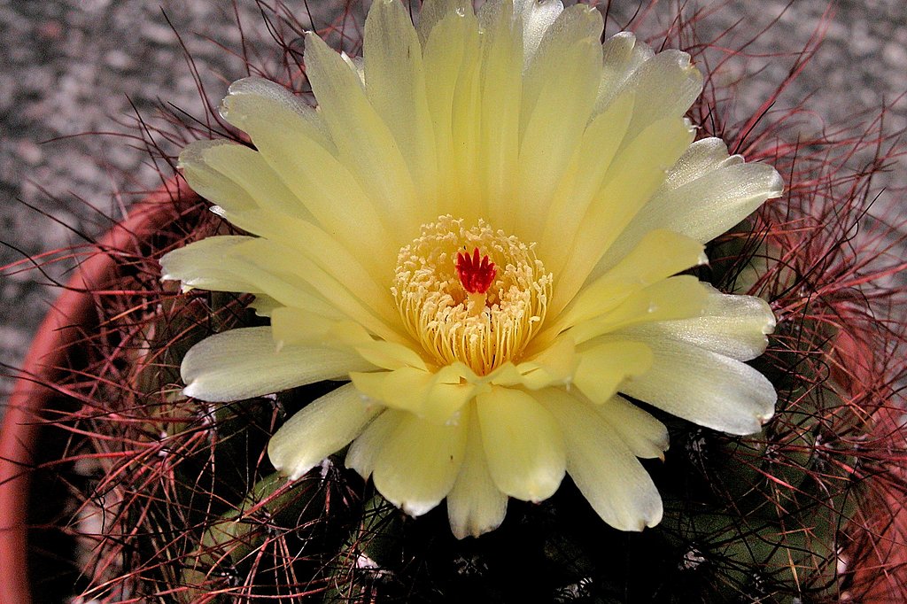 サボテンの花