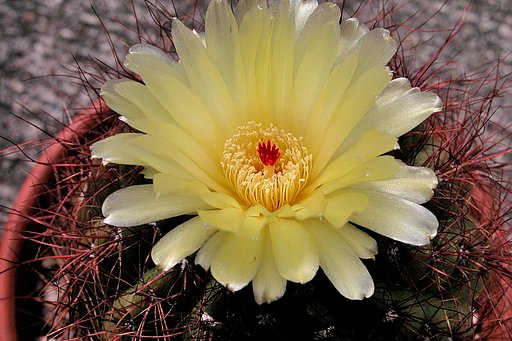 サボテンの花