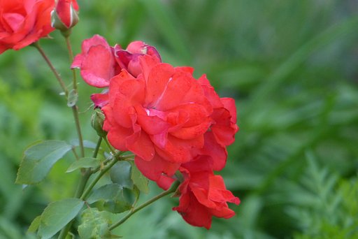 薔薇