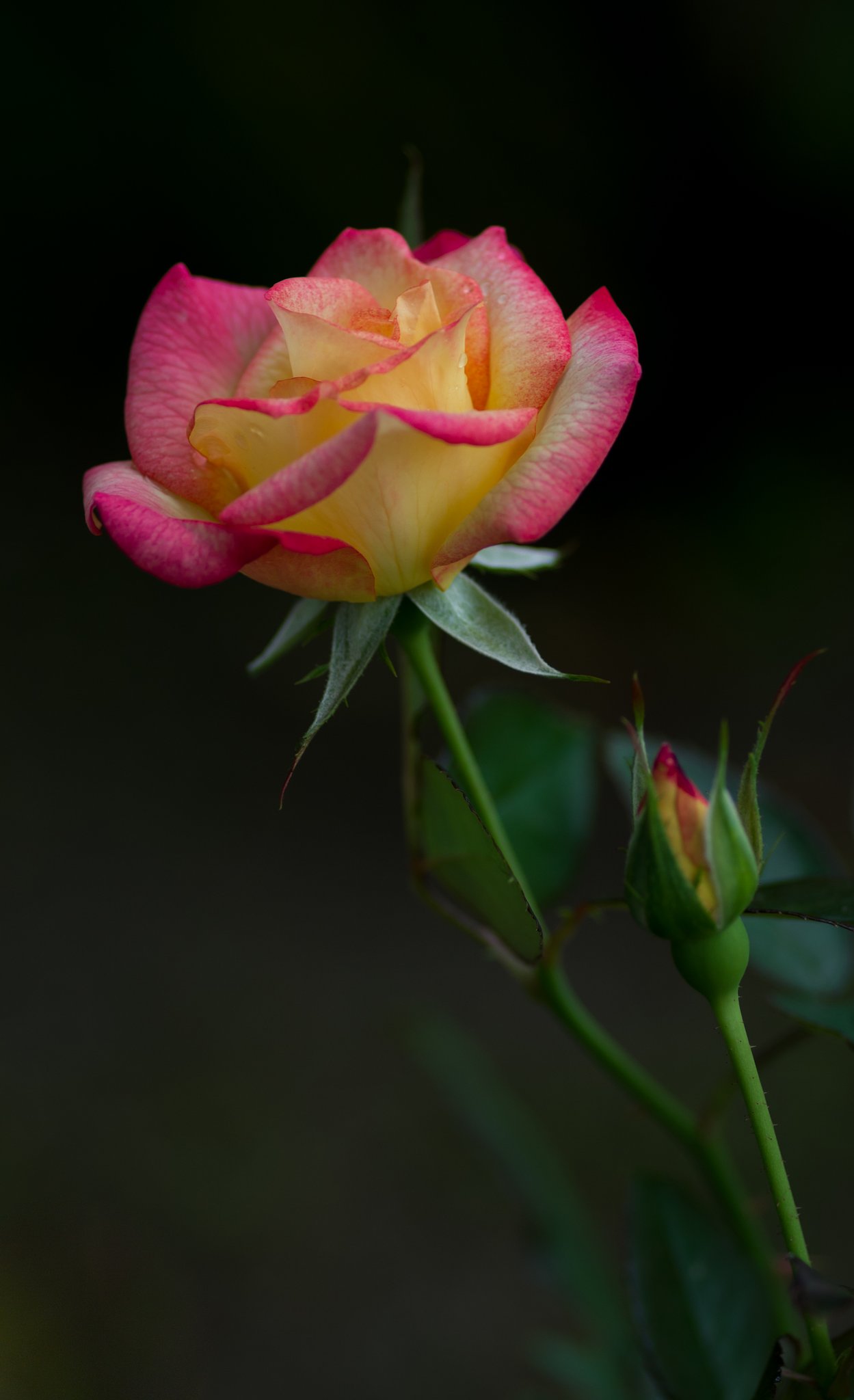 PENTAX-D FA MACRO 100mm F2.8