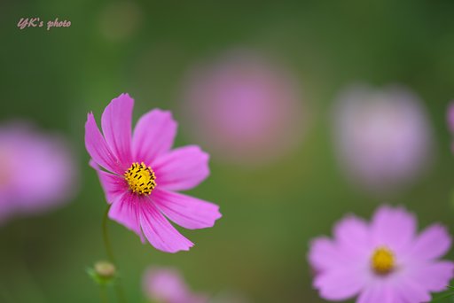 Sonner 135mm F1.8 ZA