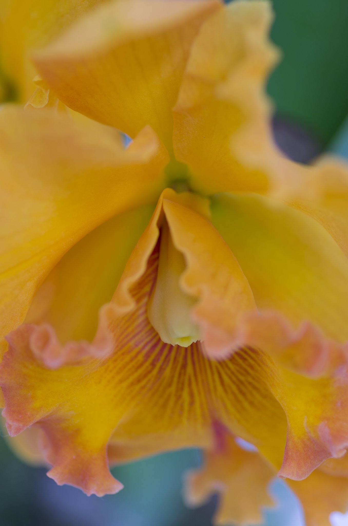 PENTAX-D FA MACRO 100mm F2.8