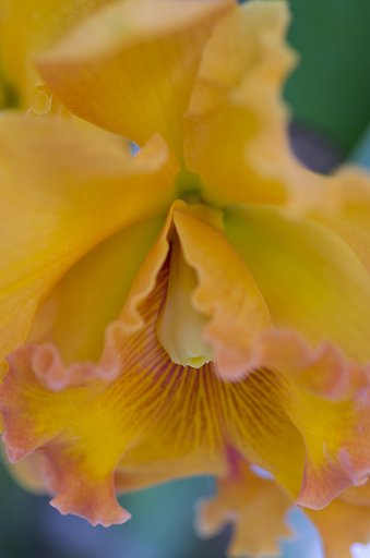 PENTAX-D FA MACRO 100mm F2.8
