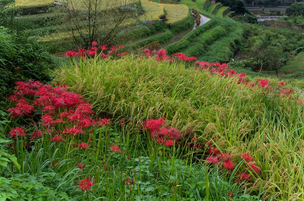 棚田