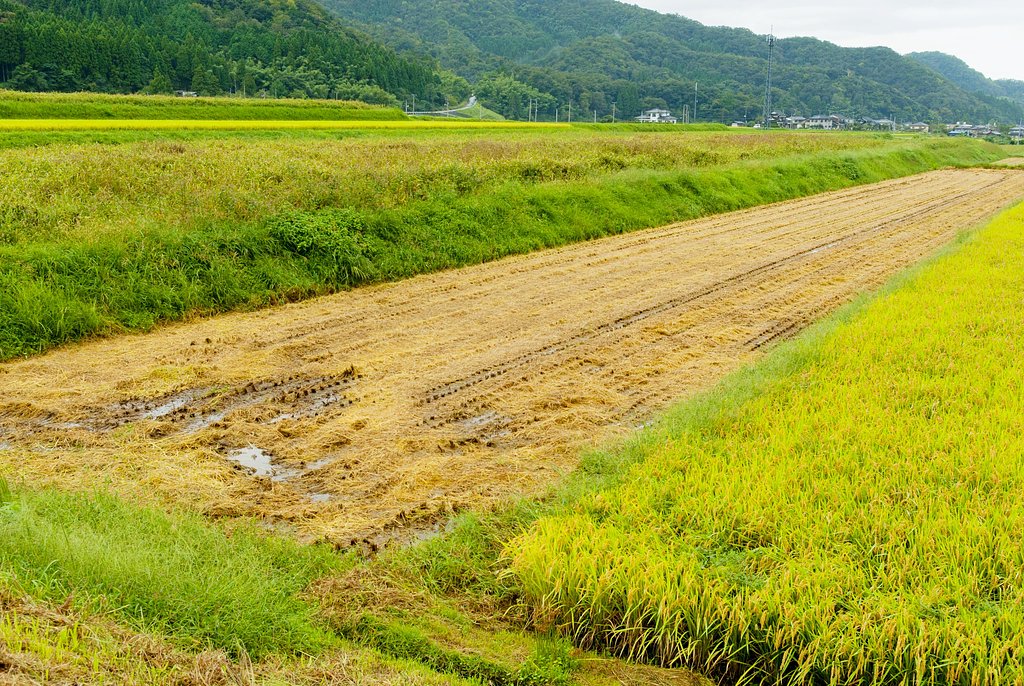 雨もほぼ止んで。