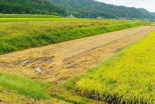 雨もほぼ止んで。