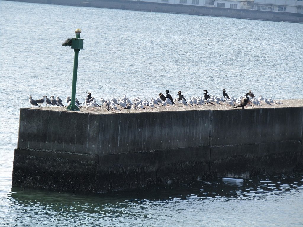 海鳥一家此処に集結しました　🐔