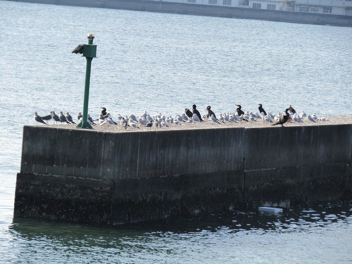 海鳥一家此処に集結しました　🐔