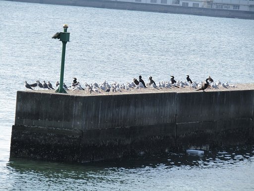海鳥一家此処に集結しました　🐔