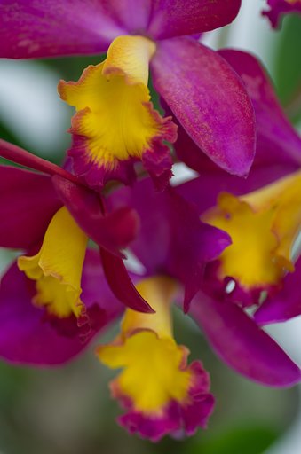 PENTAX-D FA MACRO 100mm F2.8