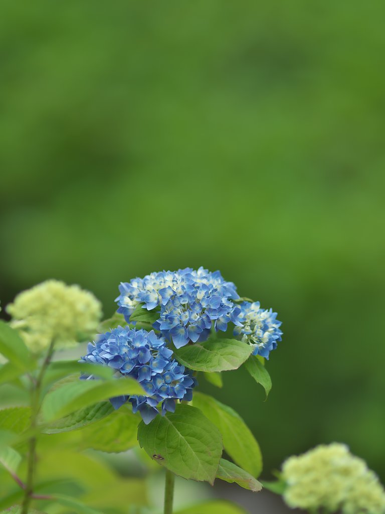 あじさい開花