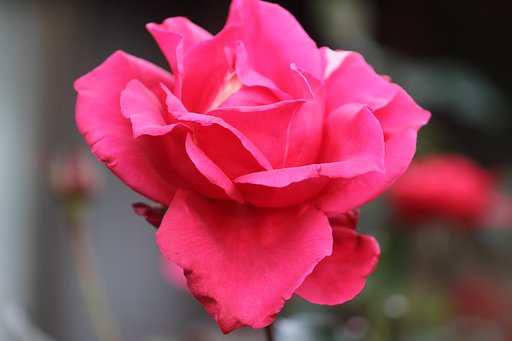 中輪の薔薇