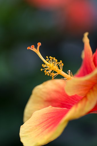 夏の花