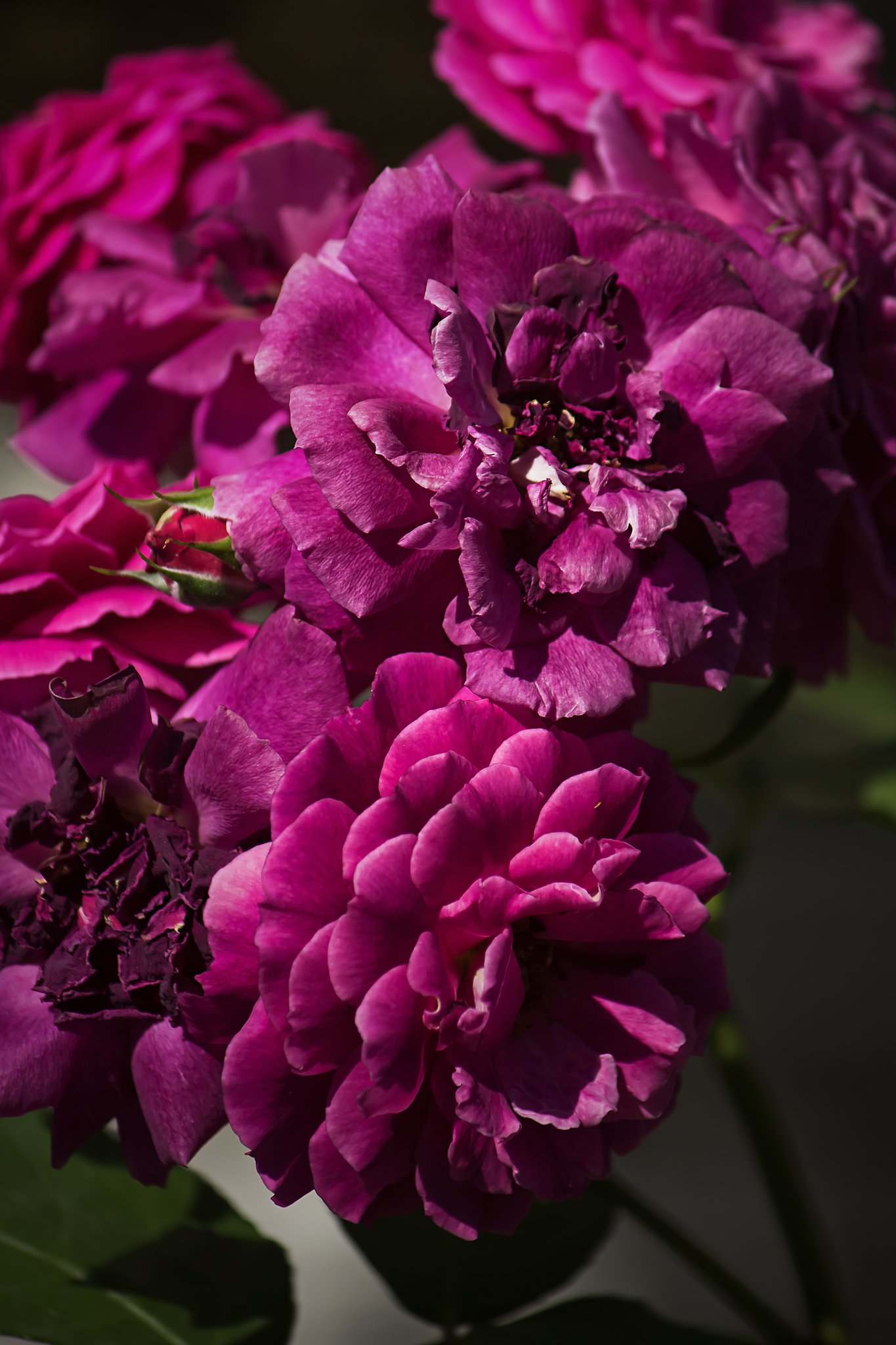 紫の薔薇