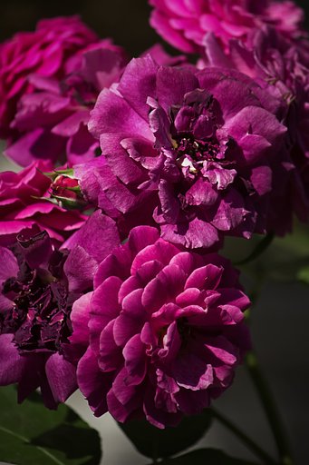 紫の薔薇