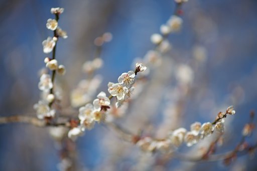 STF 135mm F2.8 [T4.5]