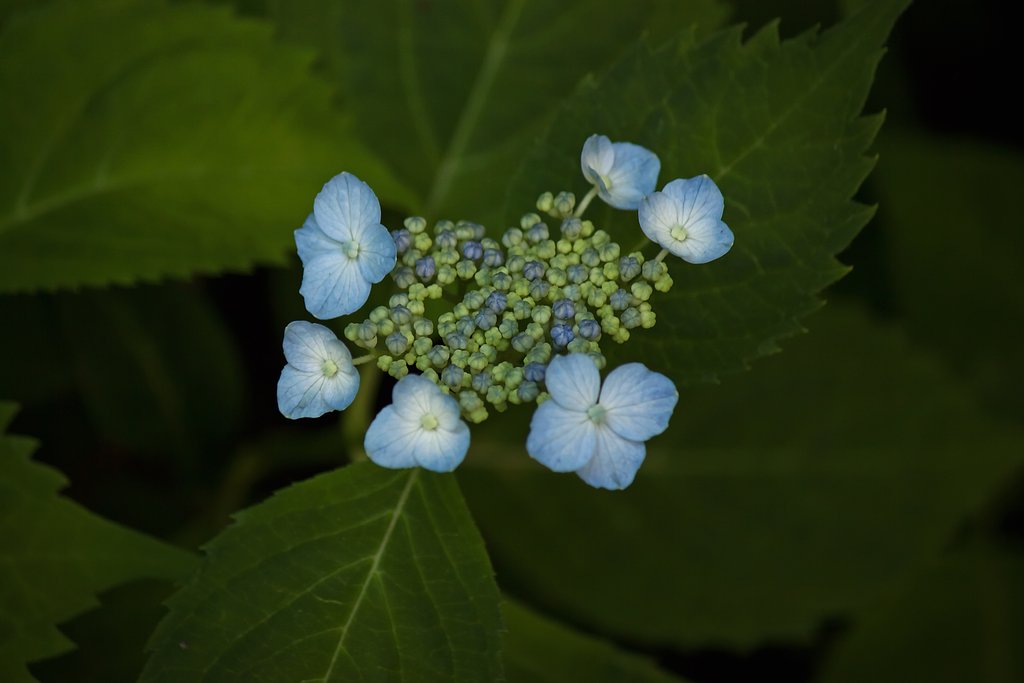 青の山紫陽花