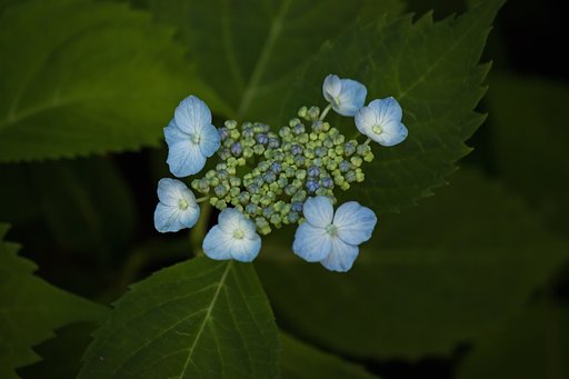 青の山紫陽花