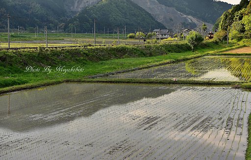 早苗の頃