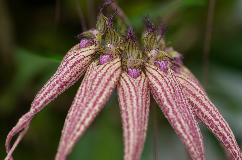 PENTAX-D FA MACRO 100mm F2.8