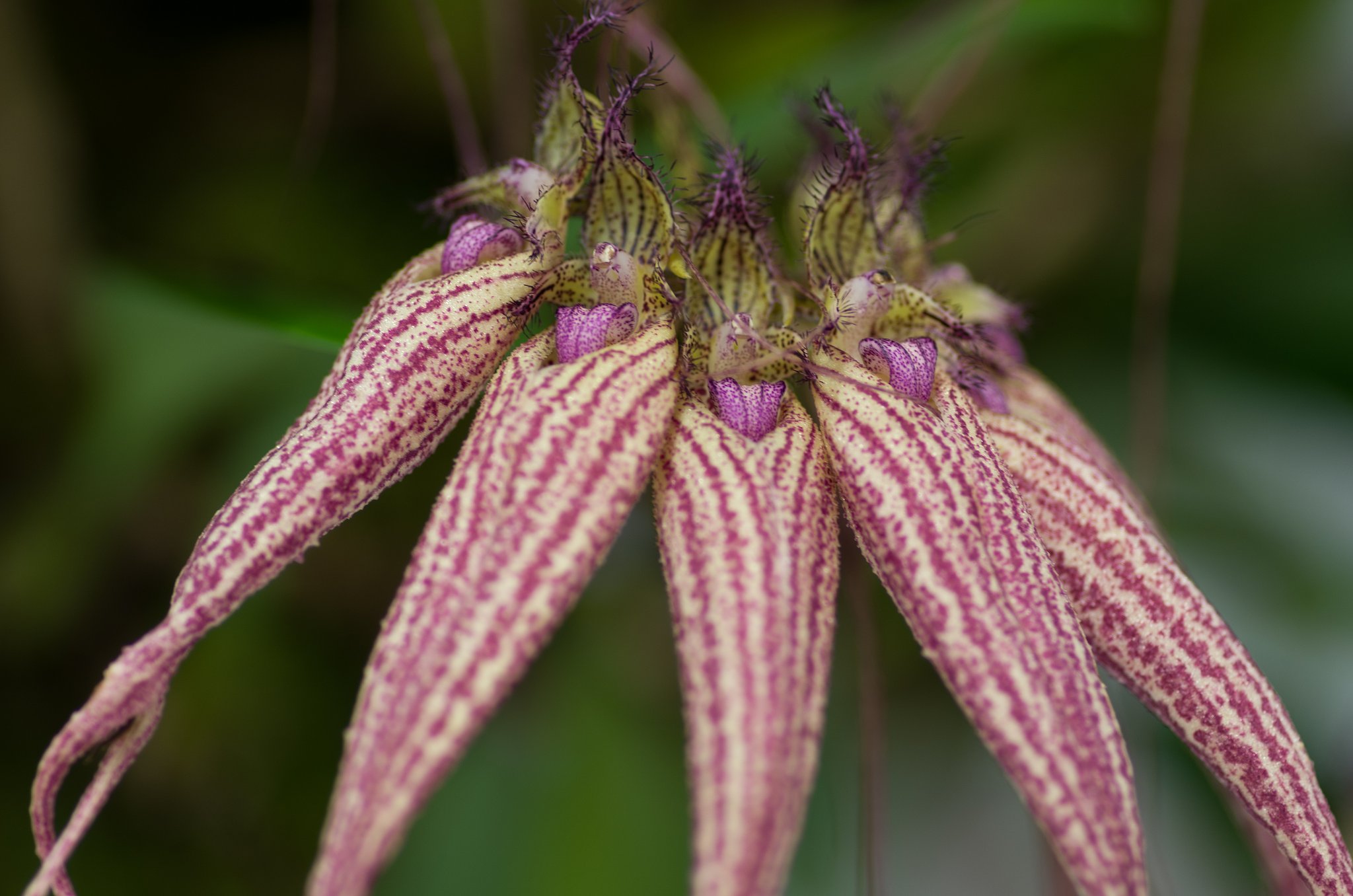 PENTAX-D FA MACRO 100mm F2.8