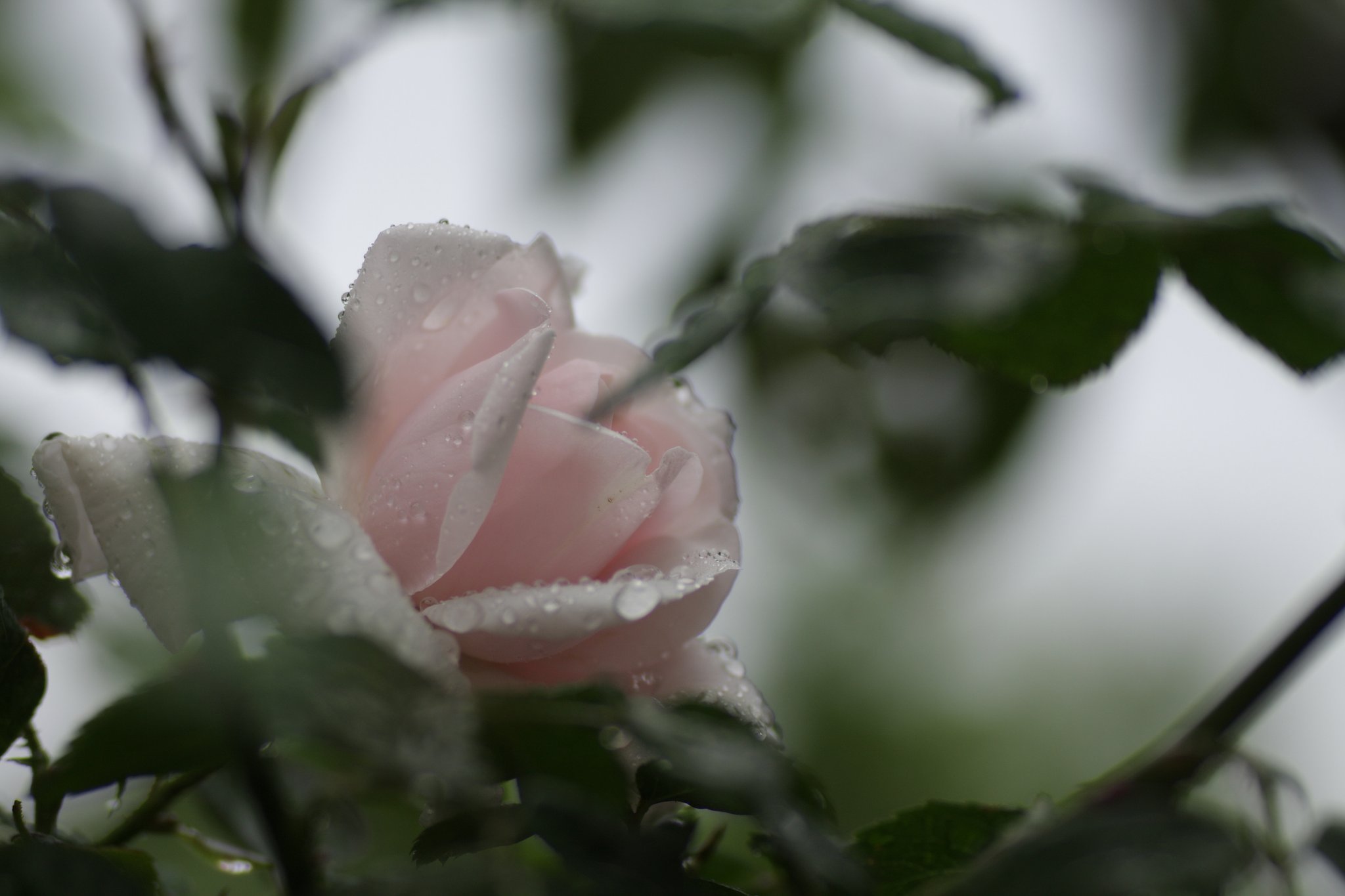 白薔薇