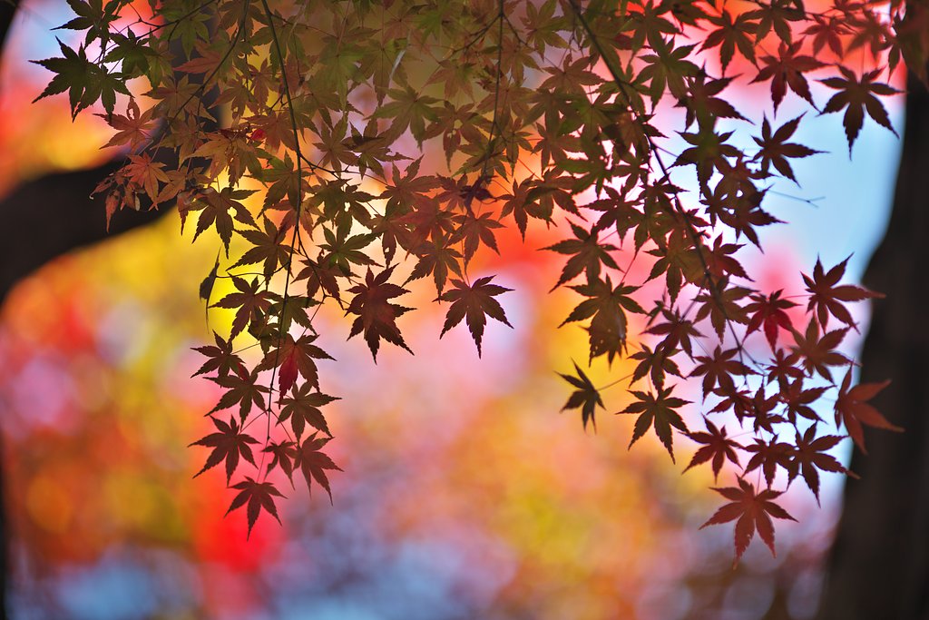 彩映