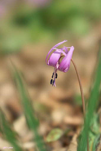 FE100mm F2.8 STF GM OSS