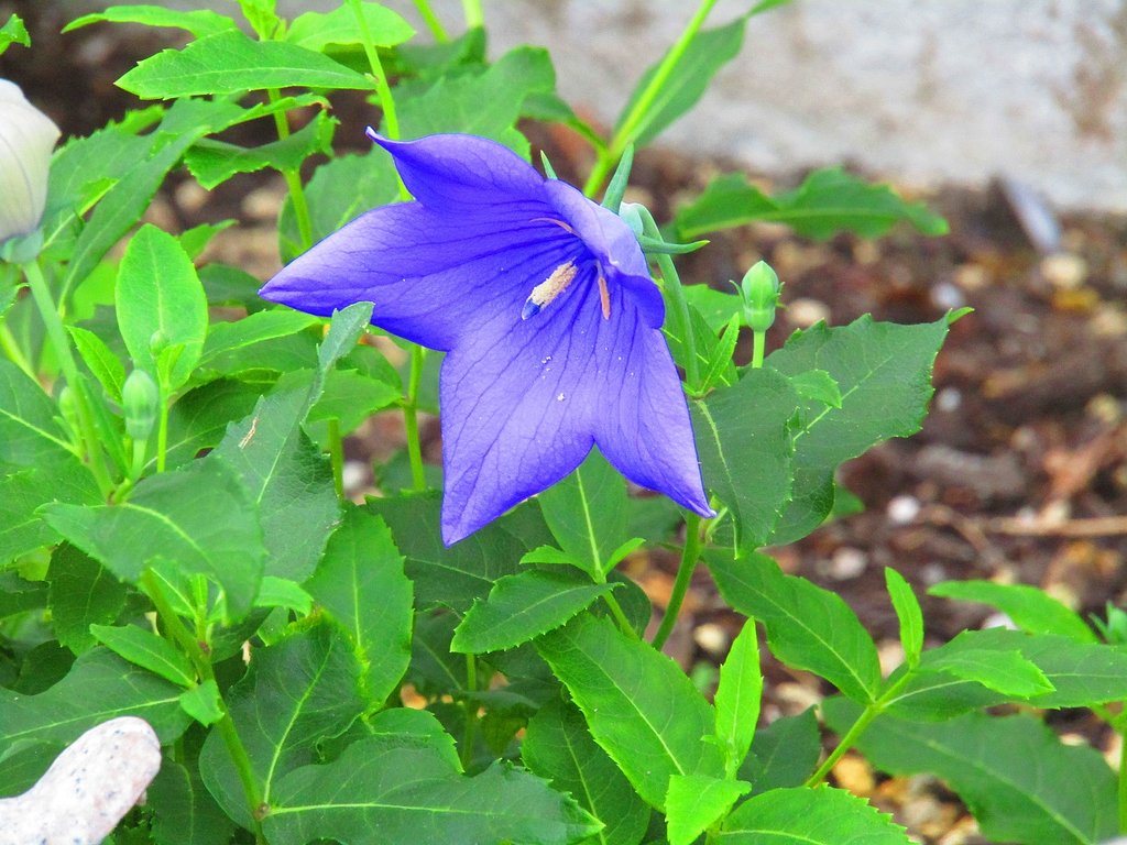 花壇は舞台なんです、、綺麗な花が咲いてます