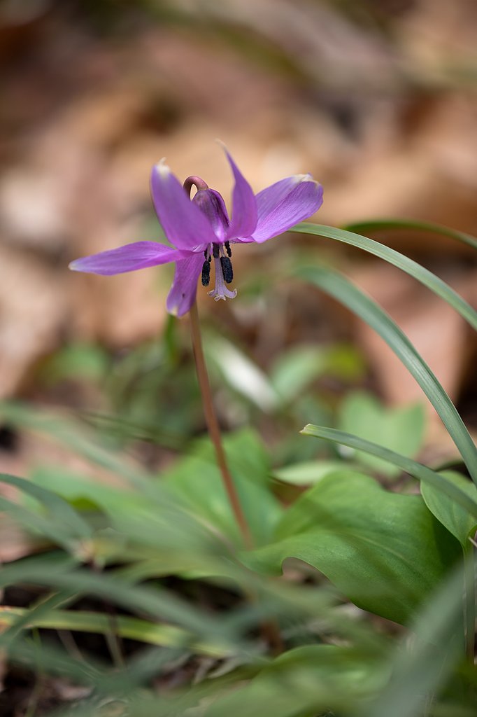 EF180mm F3.5 L MACRO