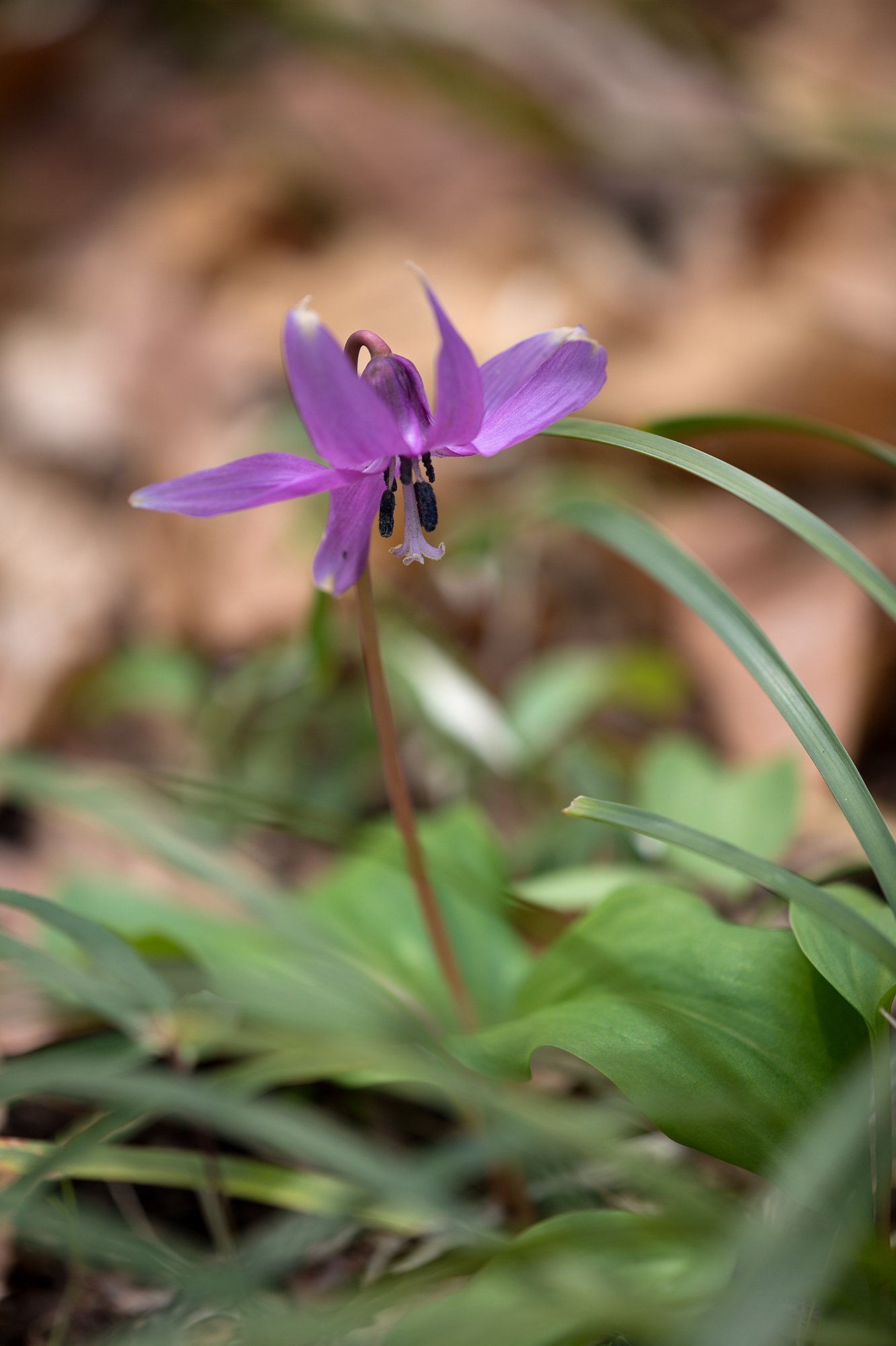 EF180mm F3.5 L MACRO