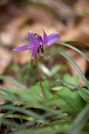 EF180mm F3.5 L MACRO