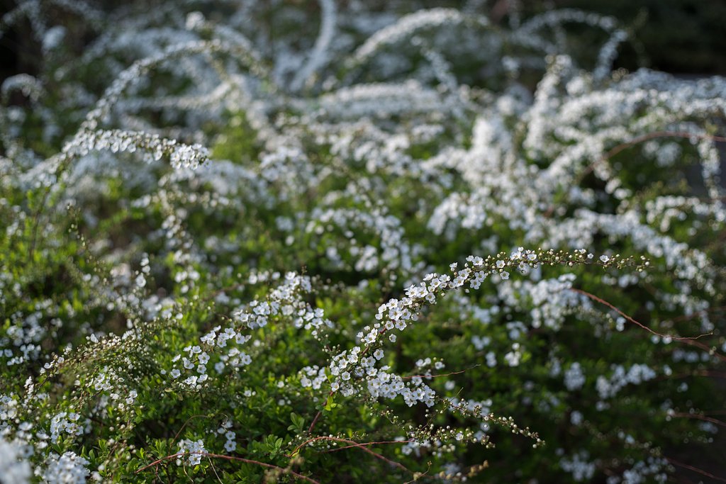 smc PENTAX-FA 43mm F1.9 Limited