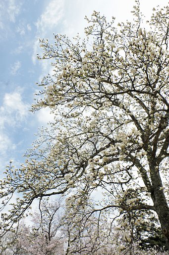 春
