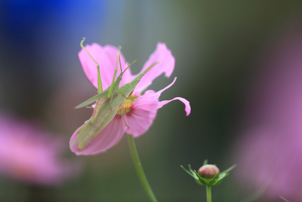 おんぶバッタ