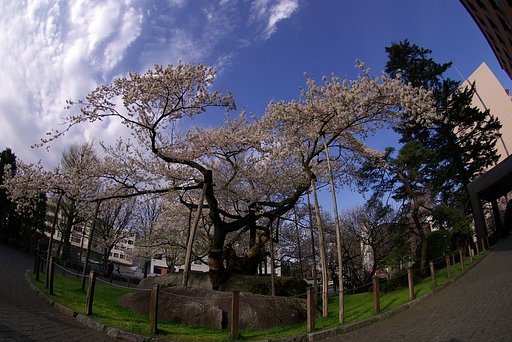 石割桜